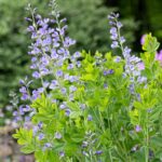 15 Hermosas Variedades de Baptisia para Tu Jardín