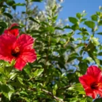 15 Hermosas Variedades de Hibisco Rojo para tu Jardín