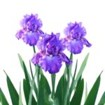 15 Hermosas Variedades de Iris Rosas para tus Jardines