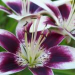 15 Impresionantes Variedades de Lirios Morados para Tus Jardines