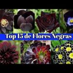 15 Magníficas Flores Perennes Negras para Embellecer tu Jardín u Hogar