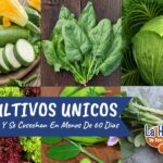 15 Mejores Verduras para Cultivar a inicios de Primavera