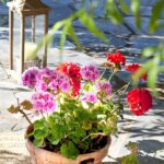 15 Mini Plantas para tu Jardín Interior