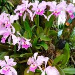 15 Orquídeas Resilientes para Cultivar Directamente en el Suelo