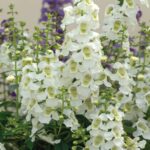 15 Perennes con Flor para Sembrar en Marzo