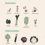 15 Perennes Perfectas para Sembrar Directamente en Otoño