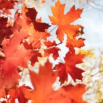 15 Plantas Autóctonas Para Cultivar Este Otoño