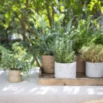 15 Plantas Cobertura de Suelo Resistentes al Frío para Climas Frescos