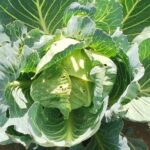 15 Plantas Complementarias para Cultivar junto a la Acelga