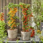 15 Plantas de Bayas Perfectas para Cultivar en Macetas