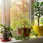 15 Plantas de Interior que Atraen Buena Suerte