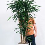 15 Plantas de Interior que Brillan Durante las Festividades