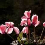 15 Plantas de Interior que Florecen en Invierno