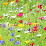 15 Plantas Ideales para Crear un Mini Prado Florido