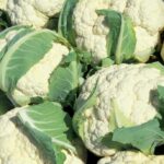 15 Plantas Ideales para Cultivar Junto al Coliflor
