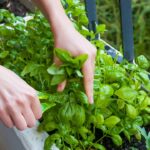 15 Plantas Nativas Fáciles de Cultivar