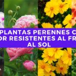 15 Plantas Perennes para Pleno Sol en la Zona 8