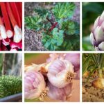 15 Plantas Perennes Populares para Sembrar en Junio
