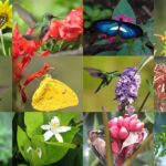 15 Plantas que Atraen Polinizadores en Jardines del Suroeste