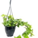 15 Plantas Resistentes a la Sequía para Cestas Colgantes