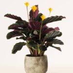 15 Plantas Sorprendentes para Regalar este Día de San Valentín