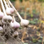 15 Problemas al Cultivar Ajo a Tener en Cuenta