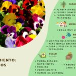 15 Problemas Frecuentes con Pensamientos en Floración
