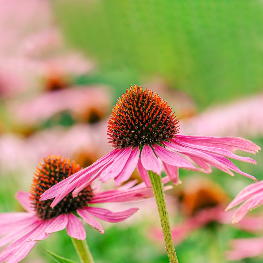 15 Problemas Frecuentes de las Plantas de Equinácea