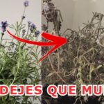 15 Problemas Frecuentes de las Plantas de Lavanda
