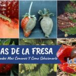 15 Problemas Frecuentes en el Cultivo de Fresas