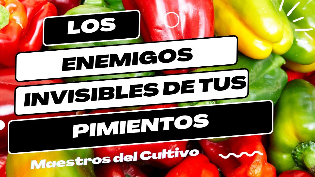 15 Problemas Frecuentes en el Cultivo de Pimientos en el Jardín
