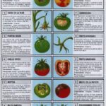 15 Problemas Frecuentes en el Cultivo de Tomates en el Jardín