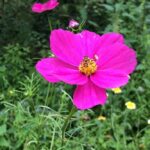 15 Problemas Frecuentes en Plantas Cosmos Florales