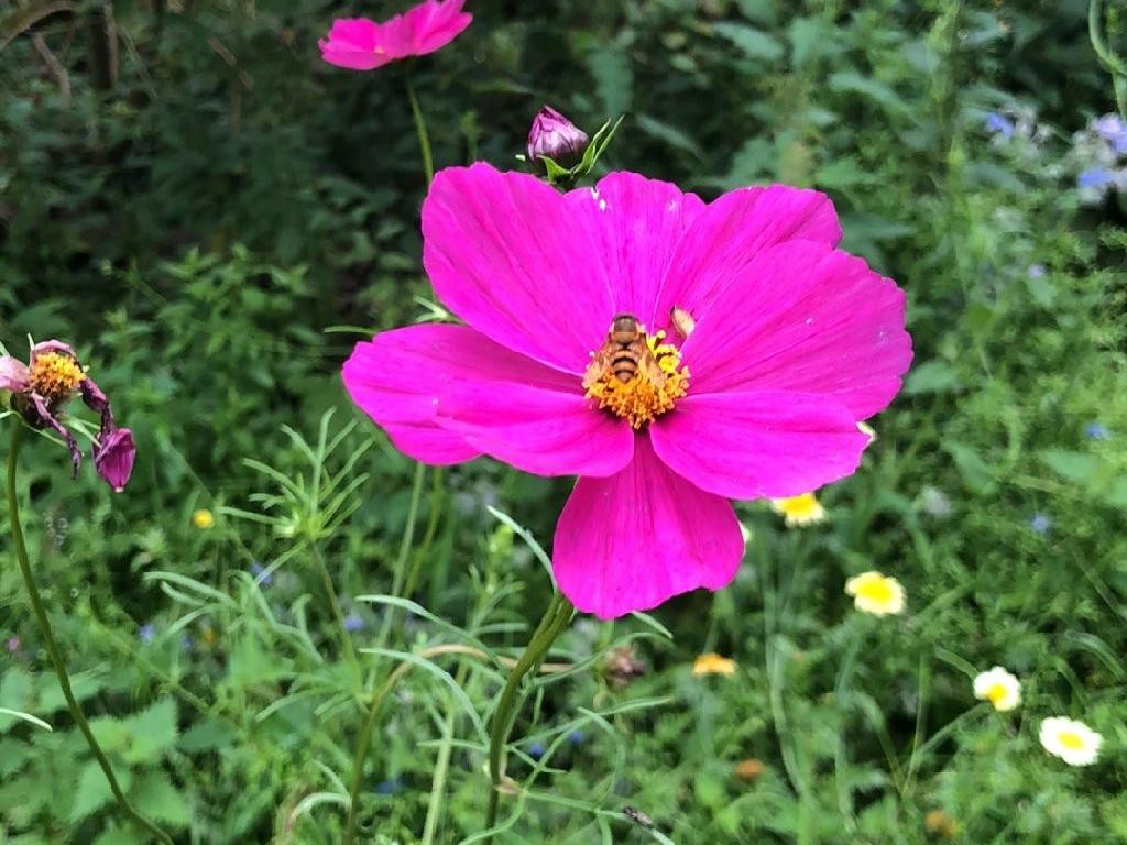 15 Problemas Frecuentes en Plantas Cosmos Florales