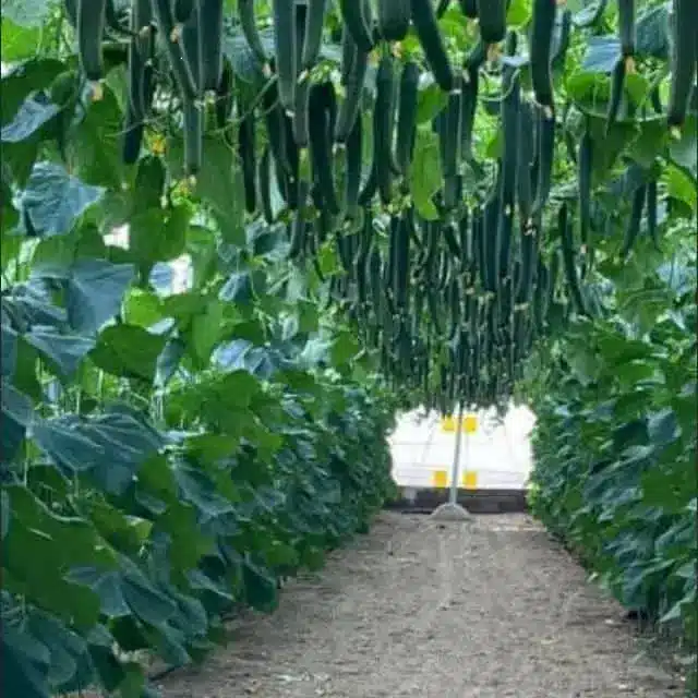 15 Problemas Frecuentes en Plantas de Pepino en el Jardín