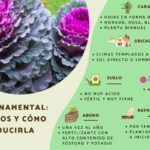 15 Problemas Frecuentes en Plantas de Repollo de Jardín