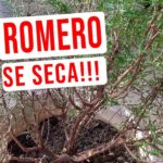 15 Razones por las que tu romero se vuelve marrón y muere