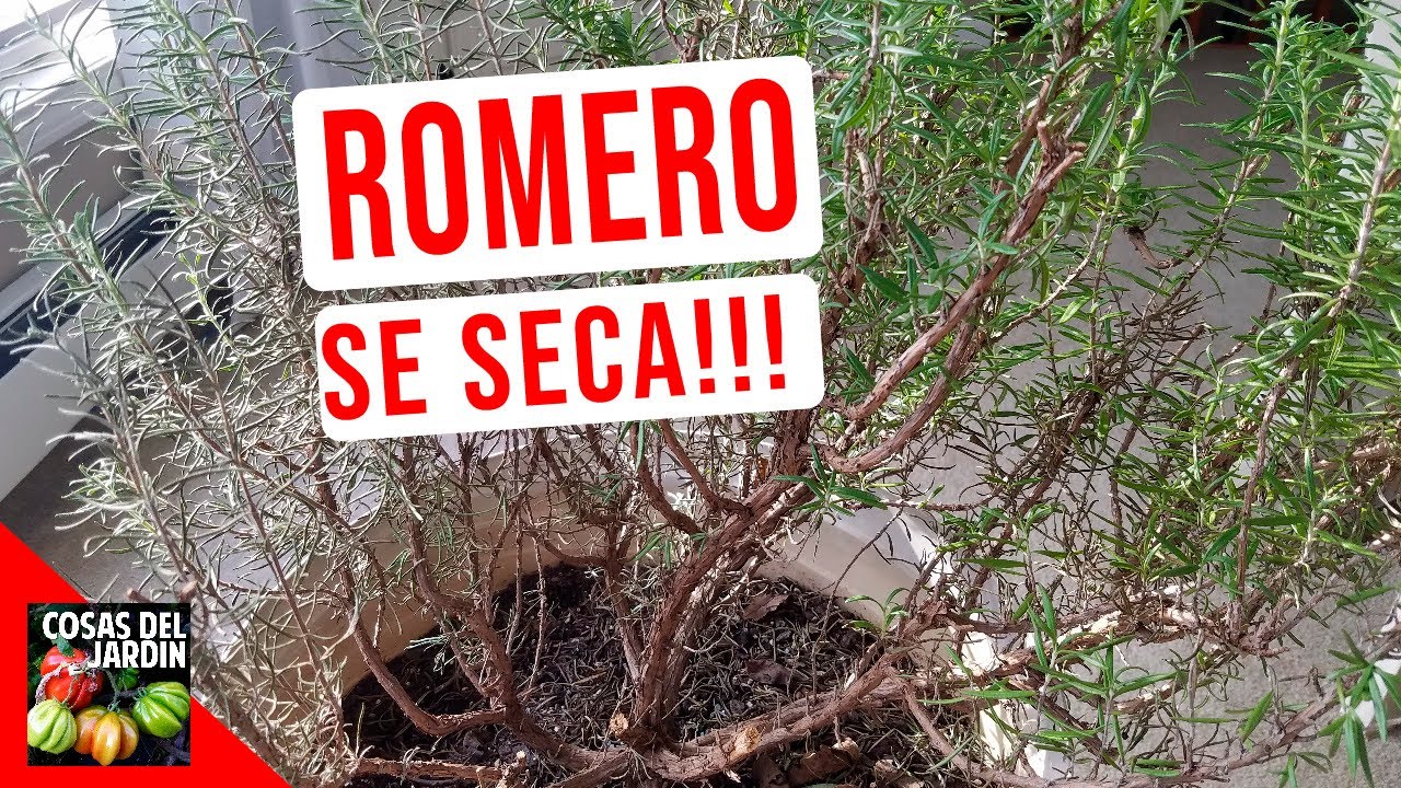 15 Razones por las que tu romero se vuelve marrón y muere