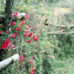 15 Rosales Silvestres para un Jardín Boscoso