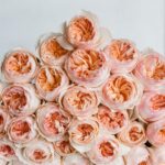 15 Rosas Melocotón y Albaricoque Imprescindibles
