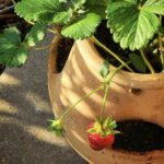 15 Secretos para Cultivar Fresas en Macetas o Contenedores
