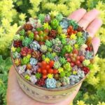 15 Suculentas Que Puedes Cultivar Desde Semilla