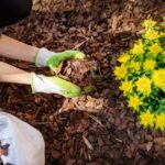 15 Tareas de Febrero para un Jardín Primaveral Exuberante