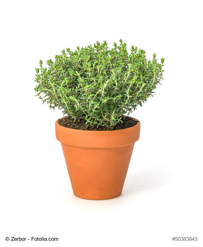 15 Tipos de Tomillo para Cultivar en tu Jardín