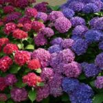 15 Variedades de Hortensias que Prosperan a la Sombra