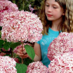 15 Variedades de Hortensias Tardías para Deslumbrantes Flores de Verano