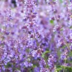 15 variedades de lavanda para climas fríos y resistentes