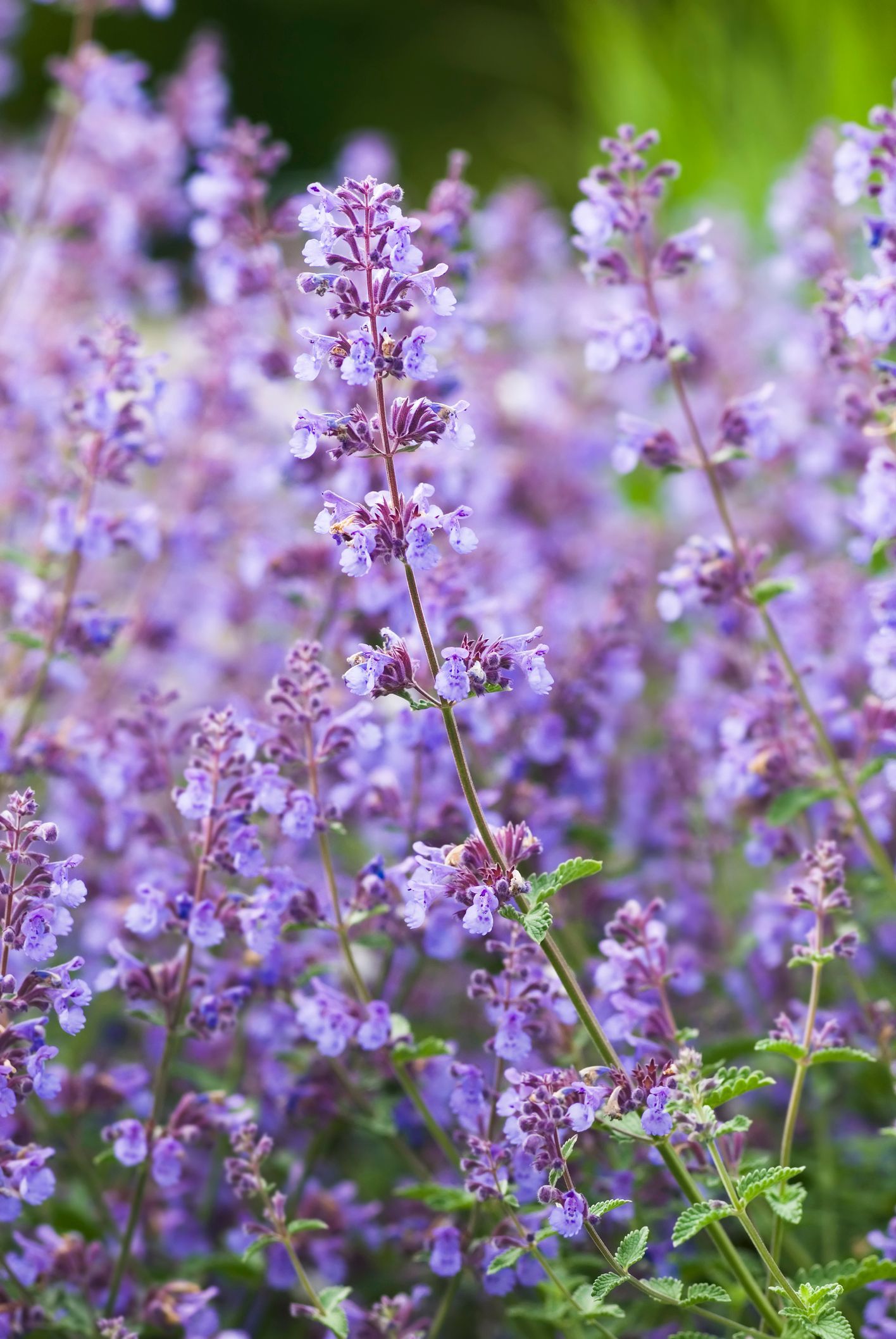 15 variedades de lavanda para climas fríos y resistentes