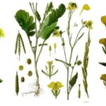 15 Variedades de Mostaza para Plantar de Inmediato