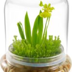 15 Variedades de Orquídeas Ideales para Terrarios